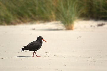 Image showing Variable oystercatcher on the shore