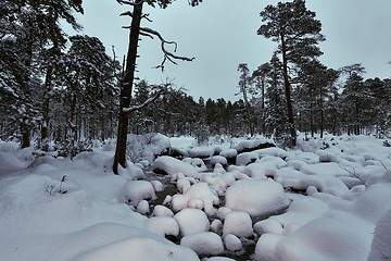 Image showing Winter Snowy Landscape