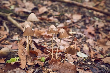 Image showing Mushroom growing in the forest