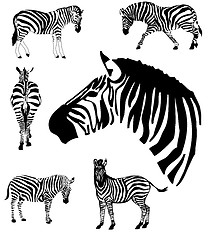 Image showing Zebras