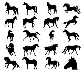 Image showing Horses