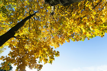 Image showing autumn yellow park