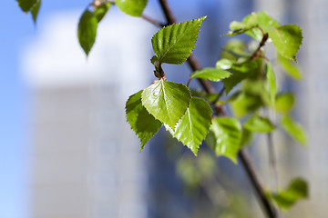 Image showing Young leaves of birch