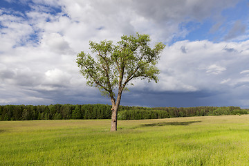 Image showing tree in the summer