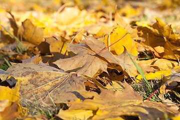 Image showing Park in the fall