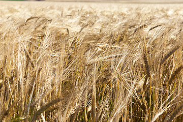 Image showing wheat farming field