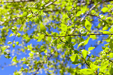 Image showing linden leaves, spring