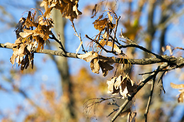 Image showing yellowed maple trees in autumn