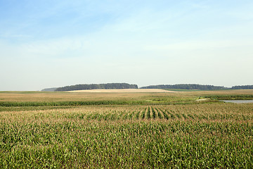 Image showing Corn field, forest and sky