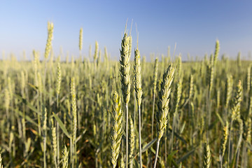 Image showing Field with cereal