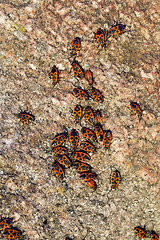 Image showing multicolored stone, close-up