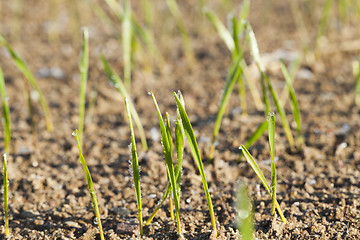 Image showing green shoots of wheat cereal