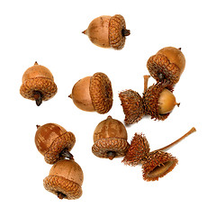 Image showing Autumn acorns on white