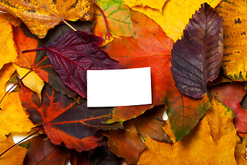 Image showing Autumn multicolor leafs with white card