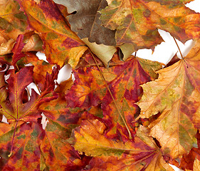 Image showing Autumn dried multicolor maple leafs
