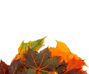 Image showing Autumn multicolor maple-leafs 