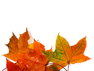 Image showing Wet autumn multicolor maple-leafs with water drops