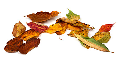 Image showing Multicolor autumn dried leafs