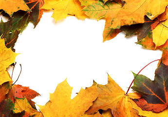 Image showing Autumn multicolor maple leafs