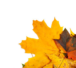 Image showing Autumn multicolor maple-leafs