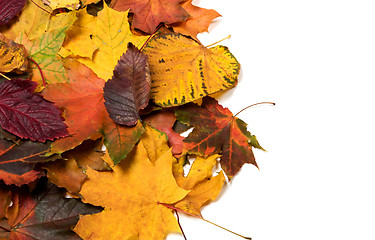 Image showing Autumn fallen multicolor leaves