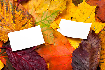 Image showing Two empty business card on autumn leaves