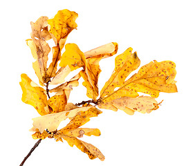 Image showing Yellow dried autumn oak twig and leaves