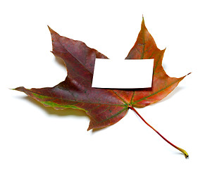 Image showing Multicolor autumn maple-leaf with white empty business card