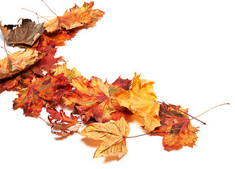 Image showing Autumn multicolor dry maple leafs