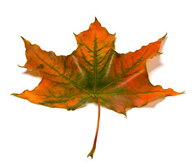 Image showing Autumn multicolor maple-leaf