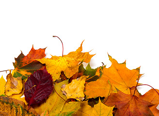 Image showing Autumn dry multicolor leaves