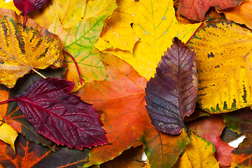 Image showing Autumn fallen multicolor leaves