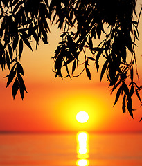 Image showing Silhouette of tree branches and sea at sunset