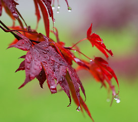 Image showing Leaves of red Japanese-maple (Acer japonicum) with water drops a