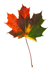 Image showing Autumn multicolored maple leaf