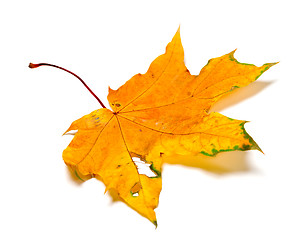 Image showing Autumn yellow maple leaf with holes