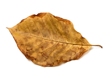 Image showing Autumn dry leaf of walnut tree