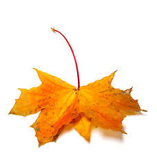 Image showing Yellow autumn maple-leaf