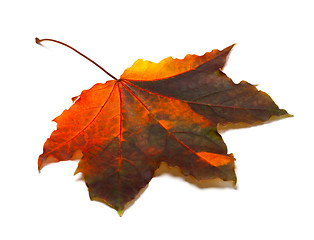 Image showing Multicolor autumn maple leaf