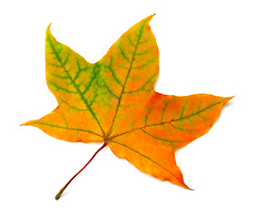 Image showing Autumn orange maple leaf with green streaks