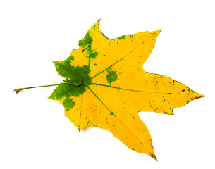 Image showing Yellow autumn maple leaf with green spots