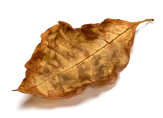 Image showing Autumn dry leaf of walnut tree