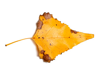 Image showing Autumn yellow leaf of poplar isolated on white background