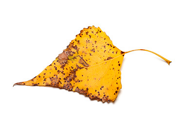 Image showing Spotted autumn leaf of poplar 