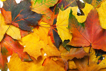 Image showing Autumn multicolored maple leafs