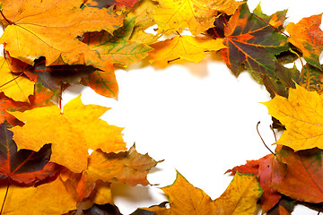 Image showing Autumn multicolored maple leafs