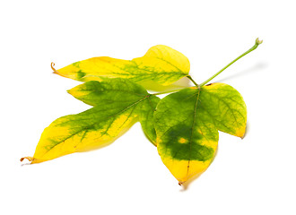 Image showing Yellowed autumn maple-leaf