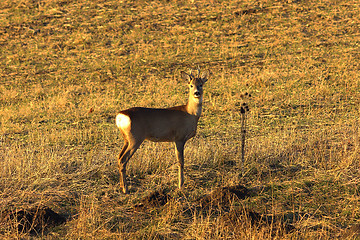 Image showing young curious roe deer buck