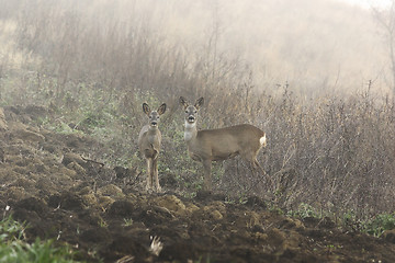 Image showing roe deers in foggy morning