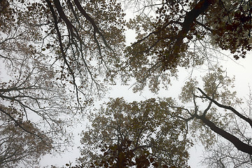 Image showing abstract view of forest canopy in misty morning